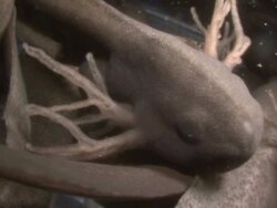 Tadpole of Common Frog (Rana temporaria) with gills, UK Stock Footage