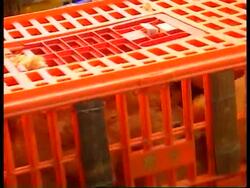 Hong Kong - Chickens imported after bird 'flu News Clip