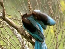CU SLO MO Shot of white throated kingfisher (Halcyon smyrnensis) preens on branch / Tel Aviv, Dan Metropolitan,Gush Dan, Israel Stock Footage