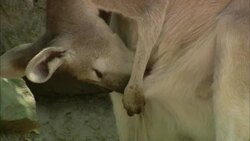 A kangaroo grooms a tiny joey in her pouch. Stock Footage