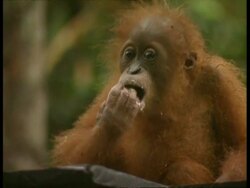 CU Baby orangutan eating mashed food from fingers Stock Footage