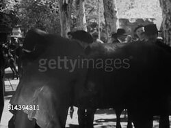 1950: BEAULIEU: DORDOGNE VALLEY: VS Males negotiating, bargaining over price for cattle, male inspecting cow, patting hands on a deal (not shaking). France, country, rural, lifestyle Instructional Video