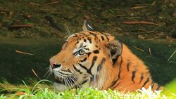 Tiger yawning Stock Footage