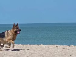 MS SLO MO TS German Shepherd Male catching frisbee at beach / Calvados, Normandy, France Stock Footage