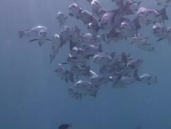 Shoal of Snapper Stock Footage