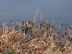Limpkin Digs Up Snail, Eats It Stock Footage