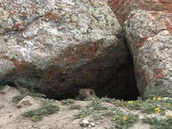 Baby marmot looks out from its burrow. Stock Footage