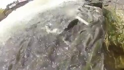 Pearl Mullet Fish Stock Footage