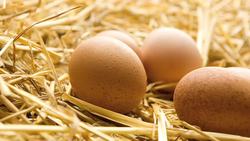 Ciclo de Vida Instructional Video