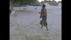 Villager herding goats in the Kalahari News Clip