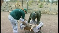 Kangaroos receive special dental treatment at Israeli zoo News Clip
