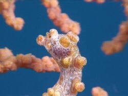 CU ZO Shot of Pygmy seahorse / Lembeh strait, Sulawesi, Indonesia  Stock Footage