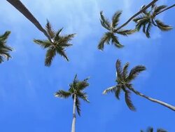 Palm Trees Stock Footage