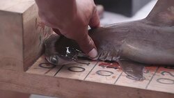 Idyllic nursery of Galapagos hammerhead sharks News Clip