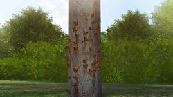 Monarch butterfly populations decline by 86 percent in a year Instructional Video