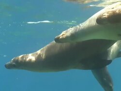 Several California Sea Lions (Zalophus californianus,) swimming near surface together, La Paz, Sea of Cortez, Mexico Stock Footage