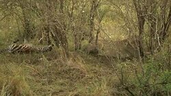 Lioness with Zebra foal in the Masai Mara, Kenya Stock Footage