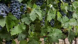 Grapevine Ripe Grape Clusters Stock Footage