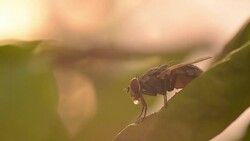 Fly dehydration on leaves Stock Footage