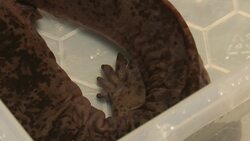 Rare Chinese giant salamanders rehomed at London Zoo News Clip