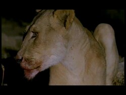 CU Bloodied face of African Lion (Panthera leo) at night, Botswana Stock Footage