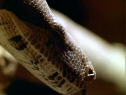 Boa, BCU portrait, flicks tongue.  Panama. Stock Footage