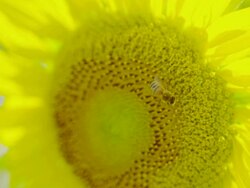 Sun Flower with Bee, Close Up Stock Footage