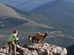 MS TU Filmmaker taking video of ewes and lambs on mountaint peak / Idaho Springs, Colorado, United States Stock Footage