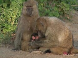Family of baboons Stock Footage