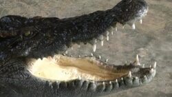 Crocodile Wrestling in Thailand Stock Footage