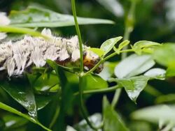 panning : dragon caterpillar on rubber tube Stock Footage
