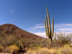 WS, Saguaro cactus on desert, Tucson,  Arizona, USA Stock Footage
