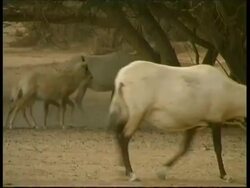 Arabian Oryx, Oryx leucoryx, MS group walking past in Negev Desert, Israel Stock Footage