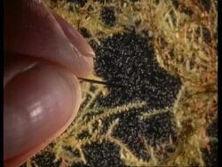 WA Paramecium in weed and needle showing size Stock Footage