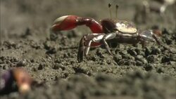 Fiddler crabs wave their claws in the air as they hop around the ground. Stock Footage