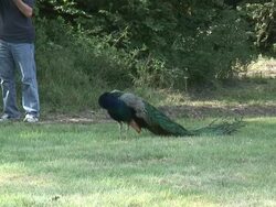 Peacock 16: HD 1080/60i Stock Footage