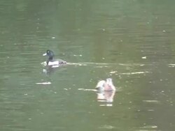 Charlottenburg ducks 5  1080/60i Stock Footage