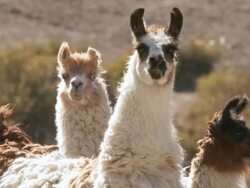 CU Shot of Llama, Lama Glama on altiplano in Andes mountains / San Pedro de Atacama, Norte Grande, Chile Stock Footage