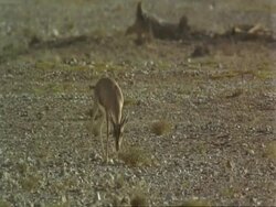 MS Arabian gazelle, Gazella arabica, feeding in desert, Jiddat al Harasis desert, Oman Stock Footage