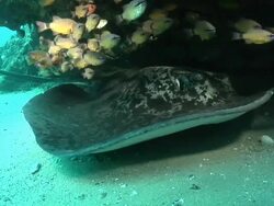CU Ribbon tail ray hovering above sea floor under rocky ledge and observing surroundings / Matola, Maputo, Mozambique Stock Footage