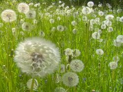 Blowballs Stock Footage