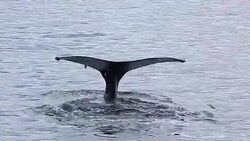 Humpback Whale tail fluke in slow motion Stock Footage