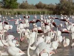 MS SLO MO Greater Flamingo, phoenicopterus ruber roseus group taking off from Swamp / Saintes Marie de la Mer, Camargue, France Stock Footage