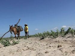 MS LA Shot of Man going to collect water from shafts in little city at Northeast / Pilao Arcado, Bahia, Brazil Stock Footage