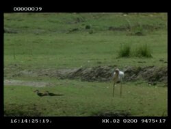 Yellow-billed stork being dive-bombed by African skimmers, protecting their nests, Botswana Stock Footage