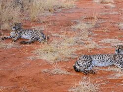 MS Shot of Two cheetah in wild at bush camp on safari at Africat Foundation to rescue wild animals / Okonjima Private Reserve, Namibia, South Africa Stock Footage