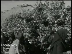 Producing food for own population Instructional Video