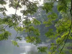 MS TD Botanical gardens lake / Calcutta, West, Bengal India Stock Footage