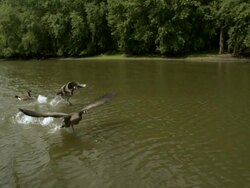 TS WS SLO MO Canadian geese taking off from River / Prairie du Chien, Wisconsin, USA Stock Footage