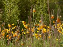 WS View of Numerous orange Namaqualand daisies with closed flower heads / Namaqualand, Northern Cape, South Africa Stock Footage